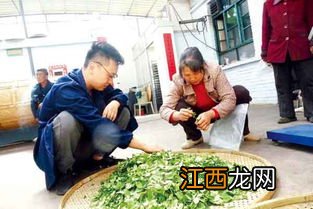 连翘茶炒茶叶怎么炒