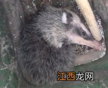 豪猪和什么动物相似 什么动物最像豪猪