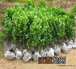 大叶植物养护方法 大叶植物如何养护