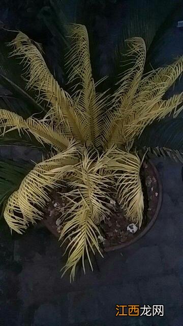 铁树新叶长出老叶要剪掉吗 铁树新叶怎么修剪