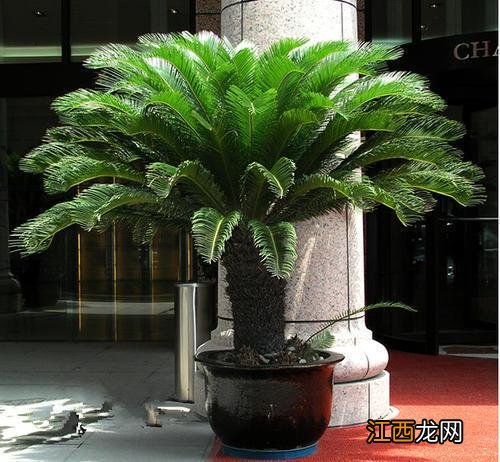 铁树新叶长出老叶要剪掉吗 铁树新叶怎么修剪