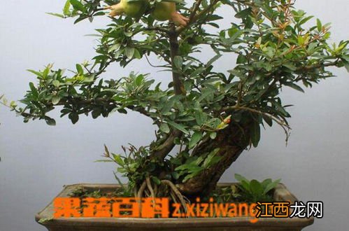 石榴树的种植方式及方法 石榴树的种植方法和技巧