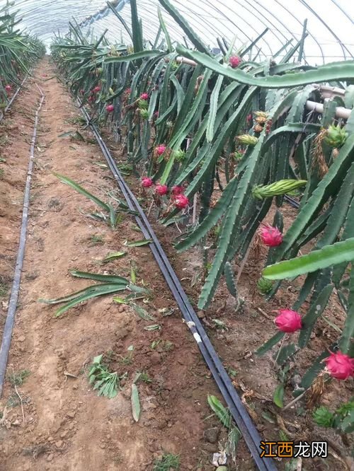 北方火龙果种植技术和技巧 北方温室大棚种植火龙果栽培技术