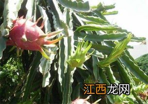 北方火龙果种植技术和技巧 北方温室大棚种植火龙果栽培技术