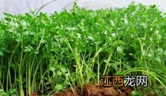 芹菜的用肥方法 芹菜的正确施肥方法