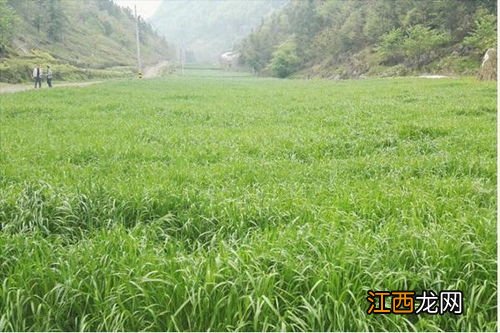 黑麦草优缺点 关于黑麦草的介绍