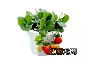 草莓怎么种植方法 种植草莓的注意事项