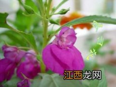 凤仙花种子要泡多久 凤仙花种子要浸泡的时间