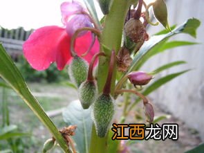 凤仙花种子要泡多久 凤仙花种子要浸泡的时间