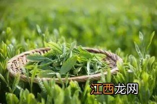 翻新绿茶怎么看