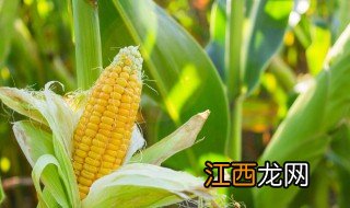 大棚玉米种植时间和方法 大棚种植玉米注意事项