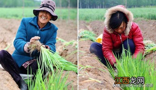 大葱种子几月播种 大葱种子播种时间