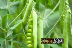 豌豆的种植方法 豌豆怎么种