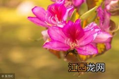 五月最美的花是什么 盘点五月最漂亮的花