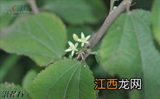 小花扁担杆介绍 小花扁担杆分布在哪