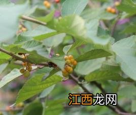 小花扁担杆介绍 小花扁担杆分布在哪