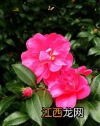 山茶花长黑斑怎么回事