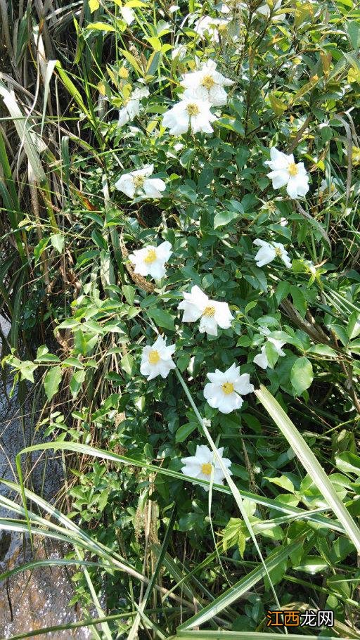指甲花的学名叫什么 指甲花的学名介绍