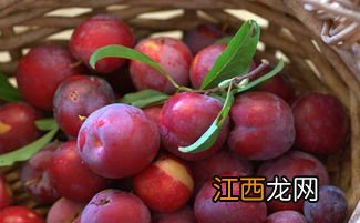 让李子更甜的方法 促进李子增甜技术