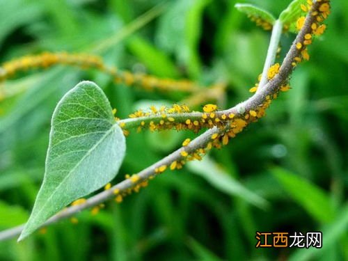 七星瓢虫是益虫还是害虫 七星瓢虫是益虫还是害虫呢