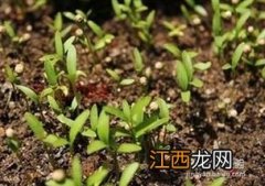 阳台土培香菜方法 阳台种香菜步骤