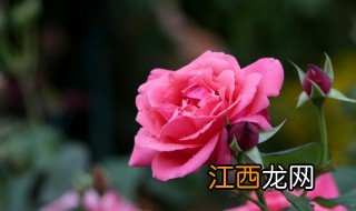 高杆月季花的养殖方法 如何养殖高杆月季