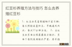 红豆杉养殖方法与技巧 怎么去养殖红豆杉