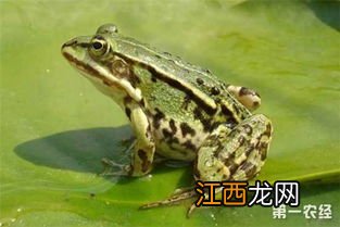 青蛙吃蚊子吗 青蛙简介