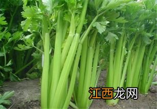 葱籽催芽方法 葱籽催芽方法是什么