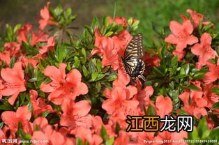 杜鹃花水培方法 如何水培杜鹃花呢