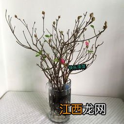 杜鹃花水培方法 如何水培杜鹃花呢