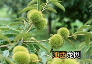 板栗怎么种 板栗的种植方法