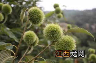 板栗怎么种 板栗的种植方法