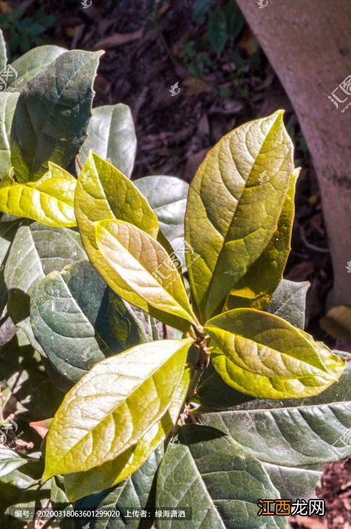 茶树叶向上卷怎么回事