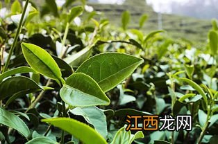 茶树叶向上卷怎么回事
