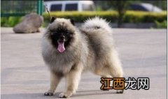 荷兰毛狮犬介绍 荷兰毛狮犬资料