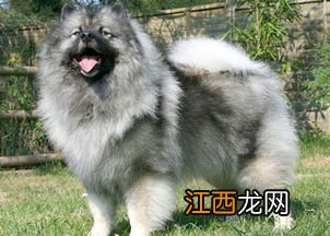 荷兰毛狮犬介绍 荷兰毛狮犬资料