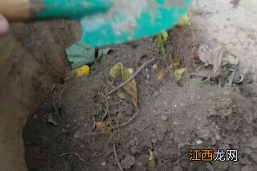 家里制作有机肥方法 有机肥的做法