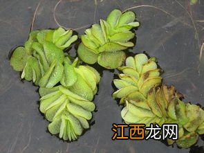 槐叶萍介绍 形态特征