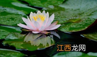 莲花怎么养殖方法 莲花养植技巧