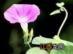 牵牛花缠绕生长的原因 为什么牵牛花缠绕生长