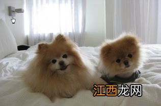 短毛犬有哪些品种 短毛犬有哪几类