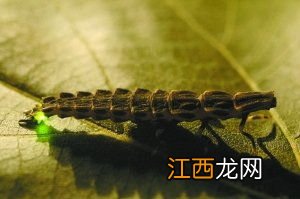 萤火虫幼虫会发光吗 萤火虫幼虫能不能发光