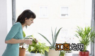 绿植养殖方法和注意事项 家庭养殖植物注意事项