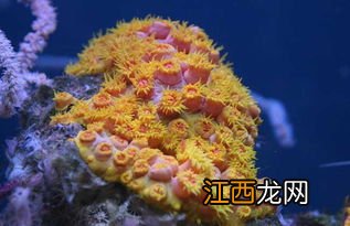 珊瑚是不是生物 珊瑚简单介绍