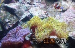 珊瑚是不是生物 珊瑚简单介绍