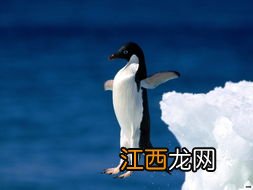 企鹅生活在南极还是北极 企鹅生活地方在哪里