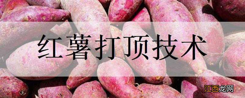 红薯打顶技术