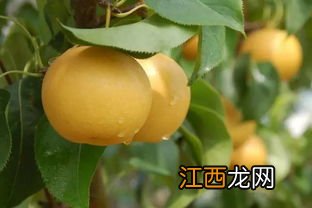 蜜梨是什么梨 关于蜜梨的介绍