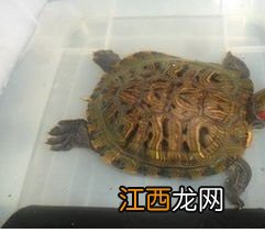 乌龟冬眠的方法 乌龟如何冬眠